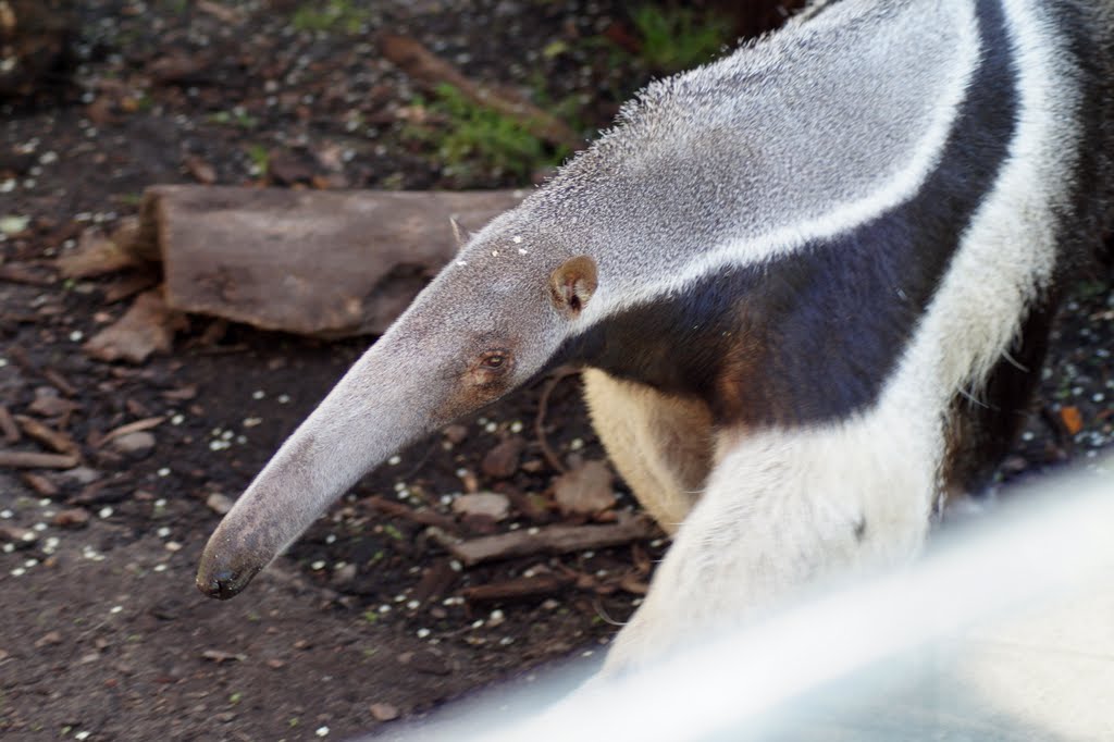 Myrmecophaga tridactyla
