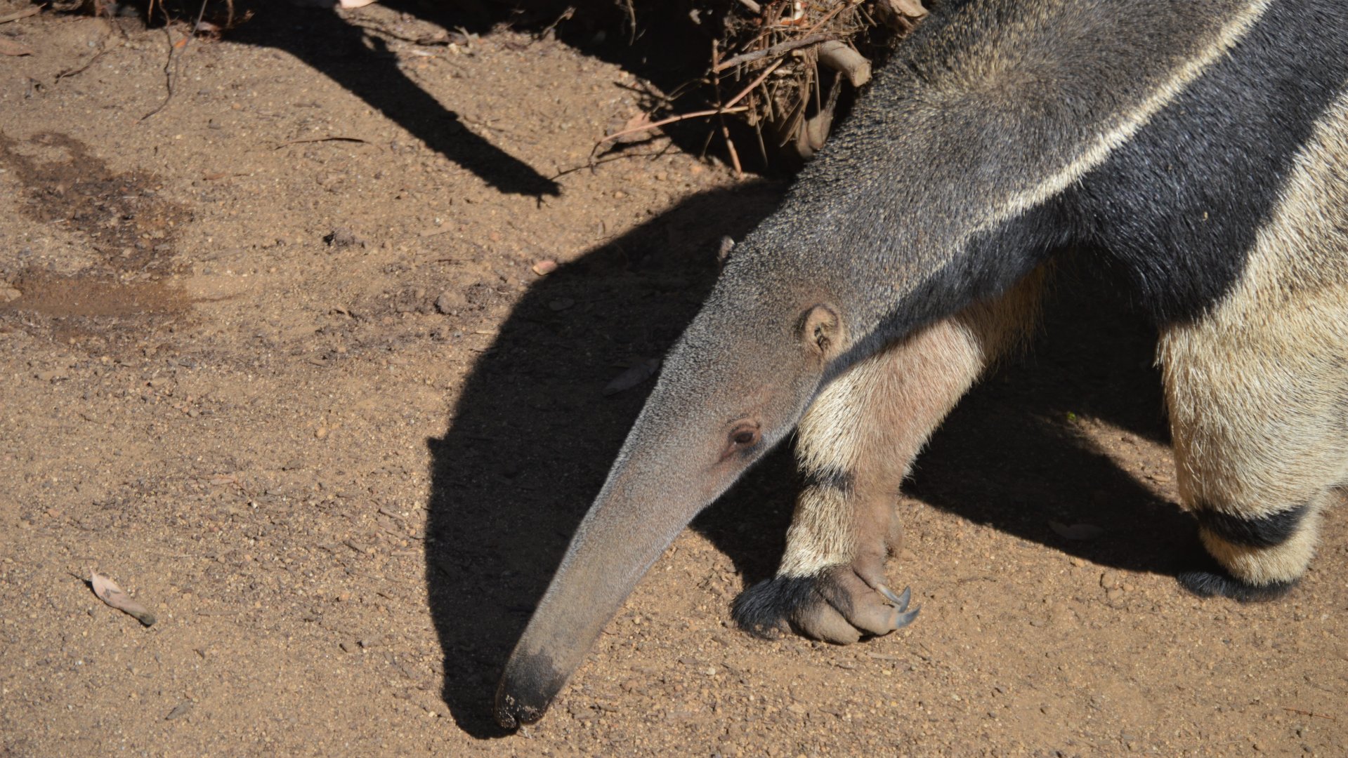 Myrmecophaga tridactyla
