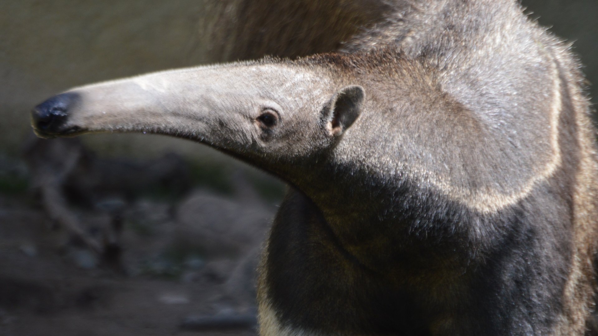 Myrmecophaga tridactyla