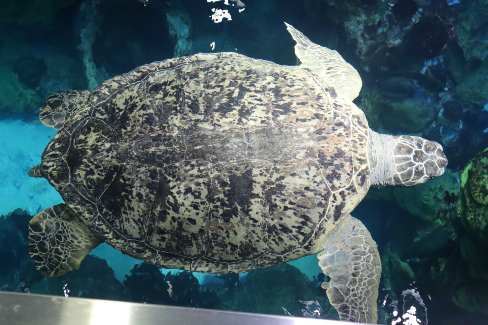 Myrtle the Loggerback Sea Turtle