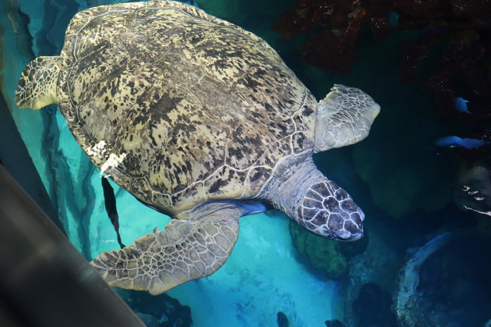 Myrtle the Loggerback Sea Turtle