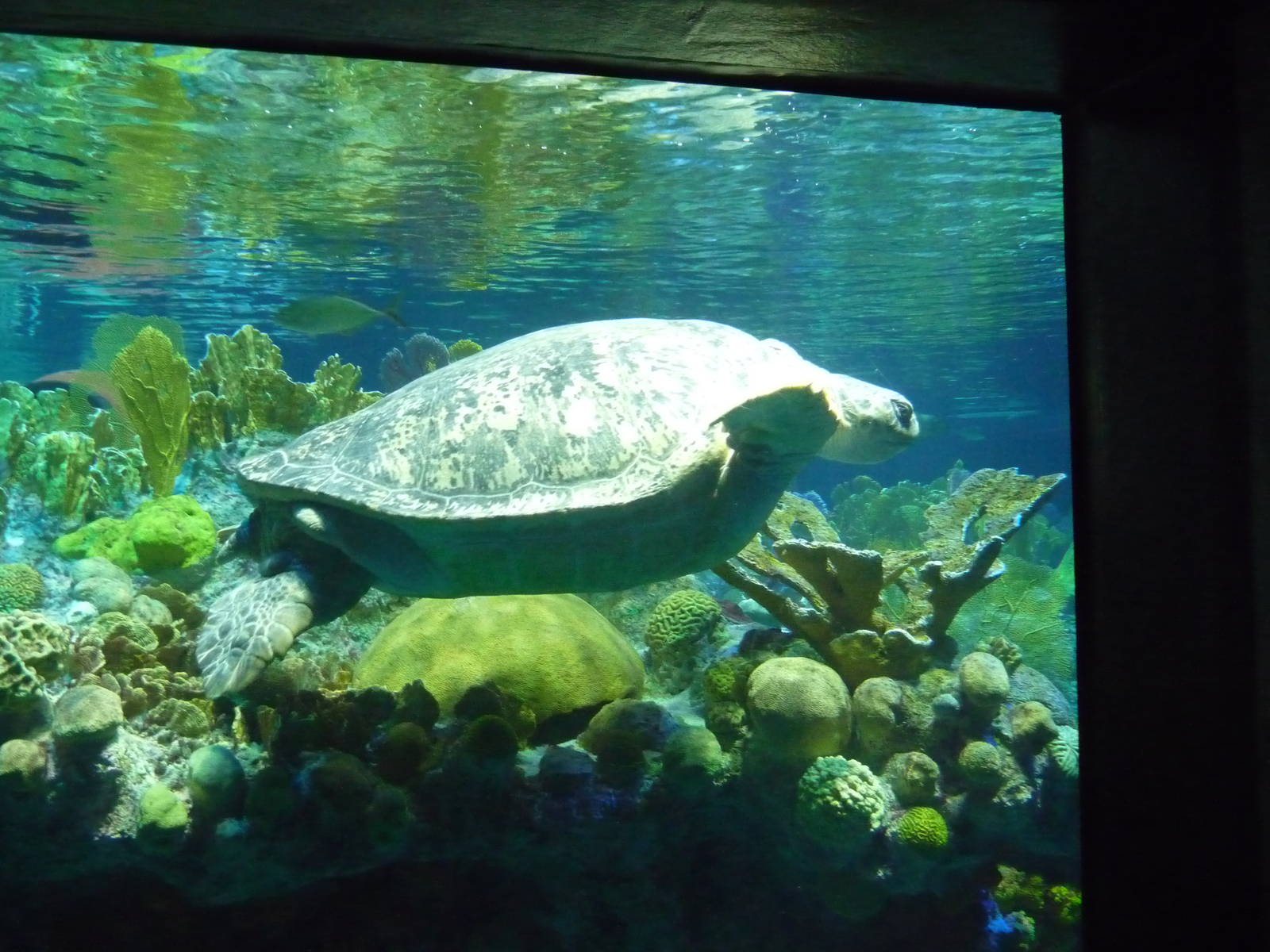 myrtle the turtle new england aquarium