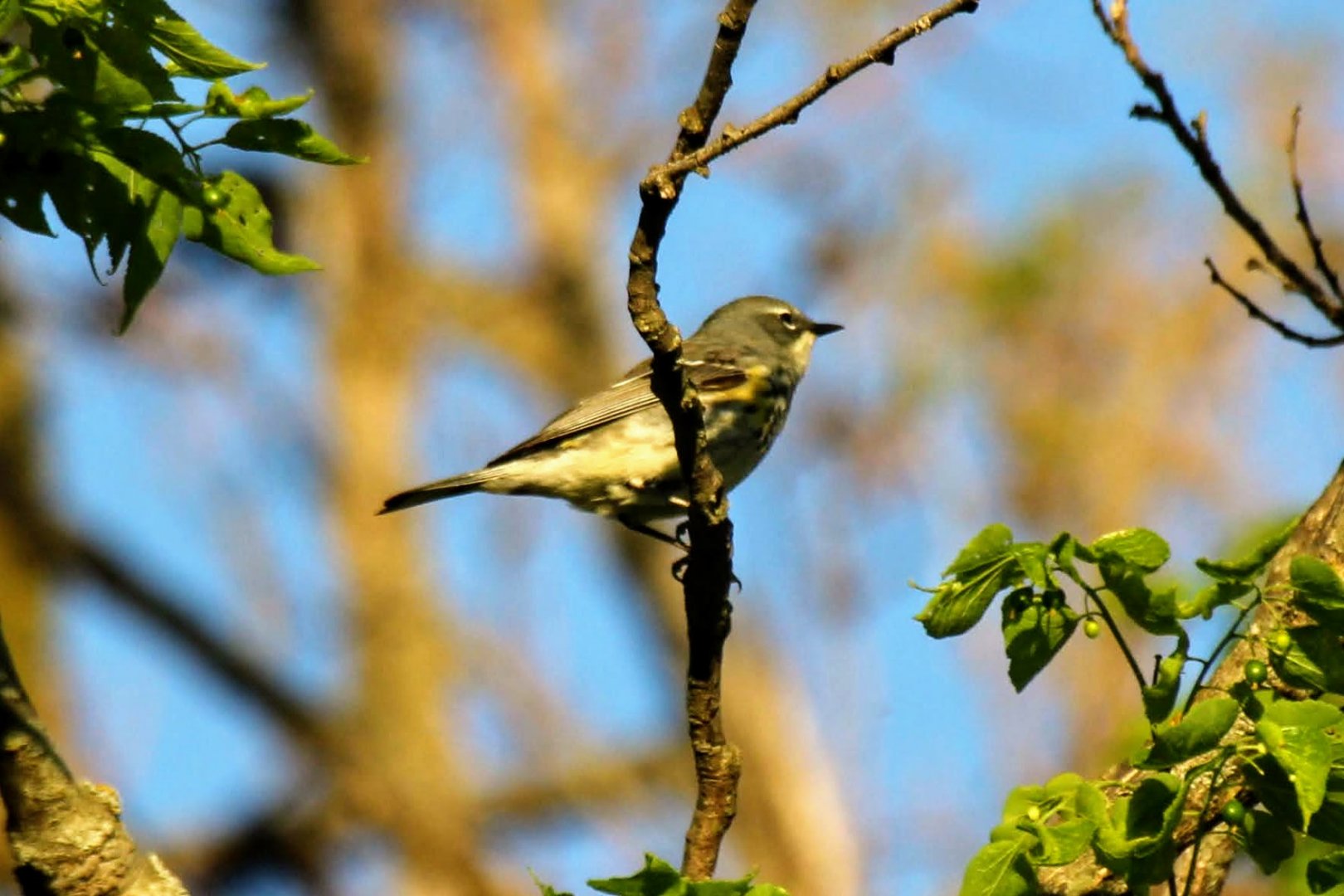 Myrtle Warbler