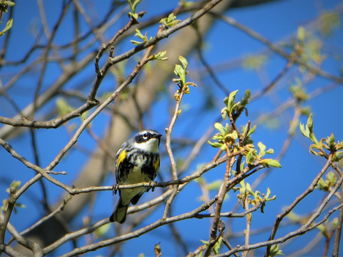 Myrtle Warbler
