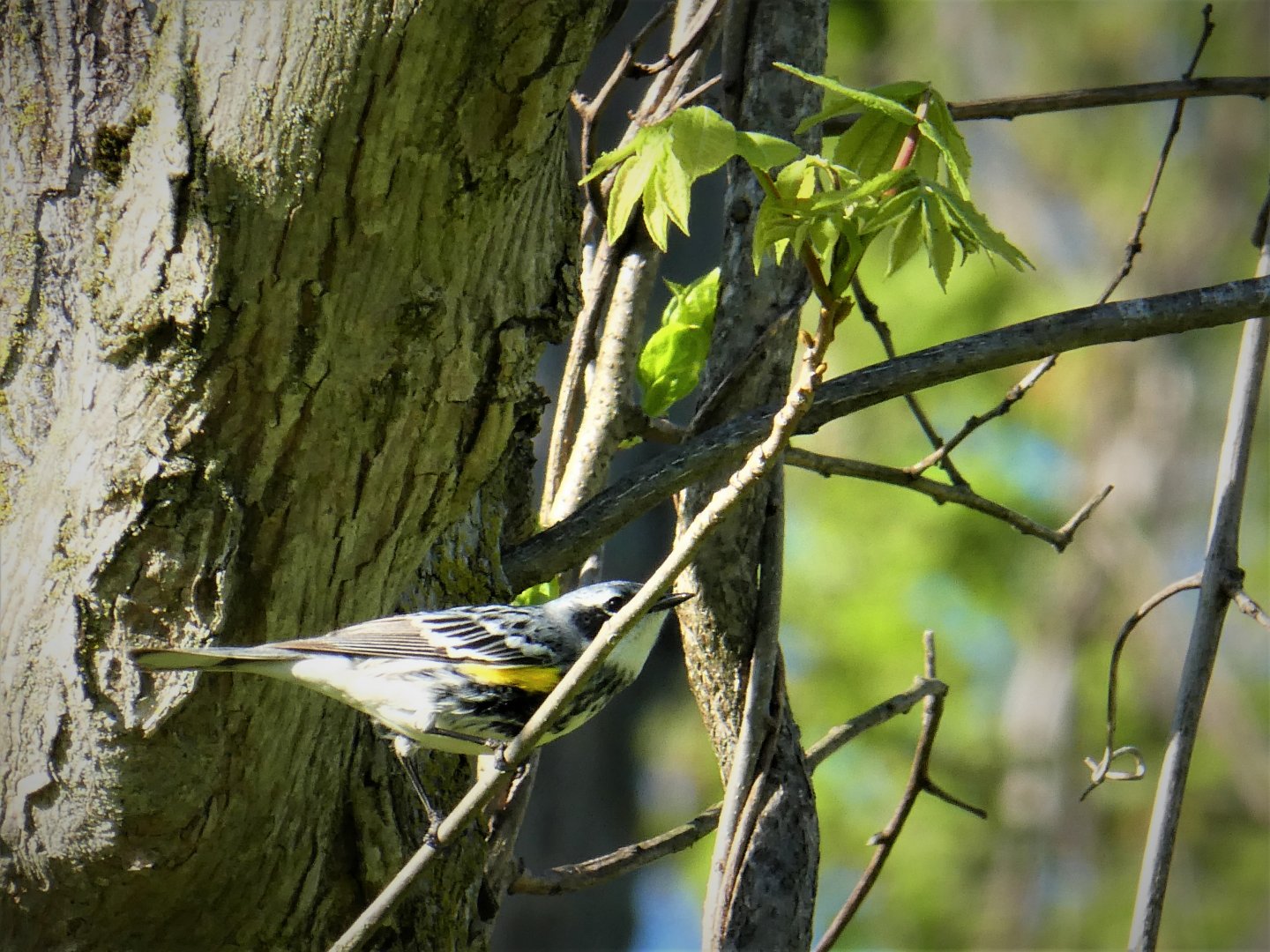 Myrtle Warbler