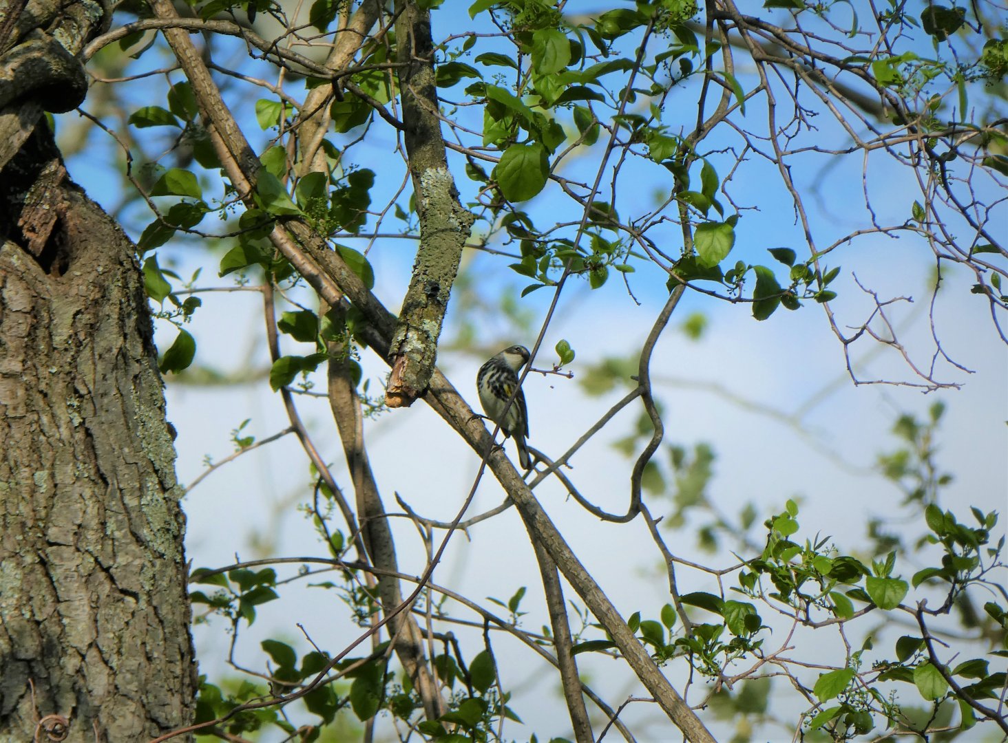 Myrtle Warbler