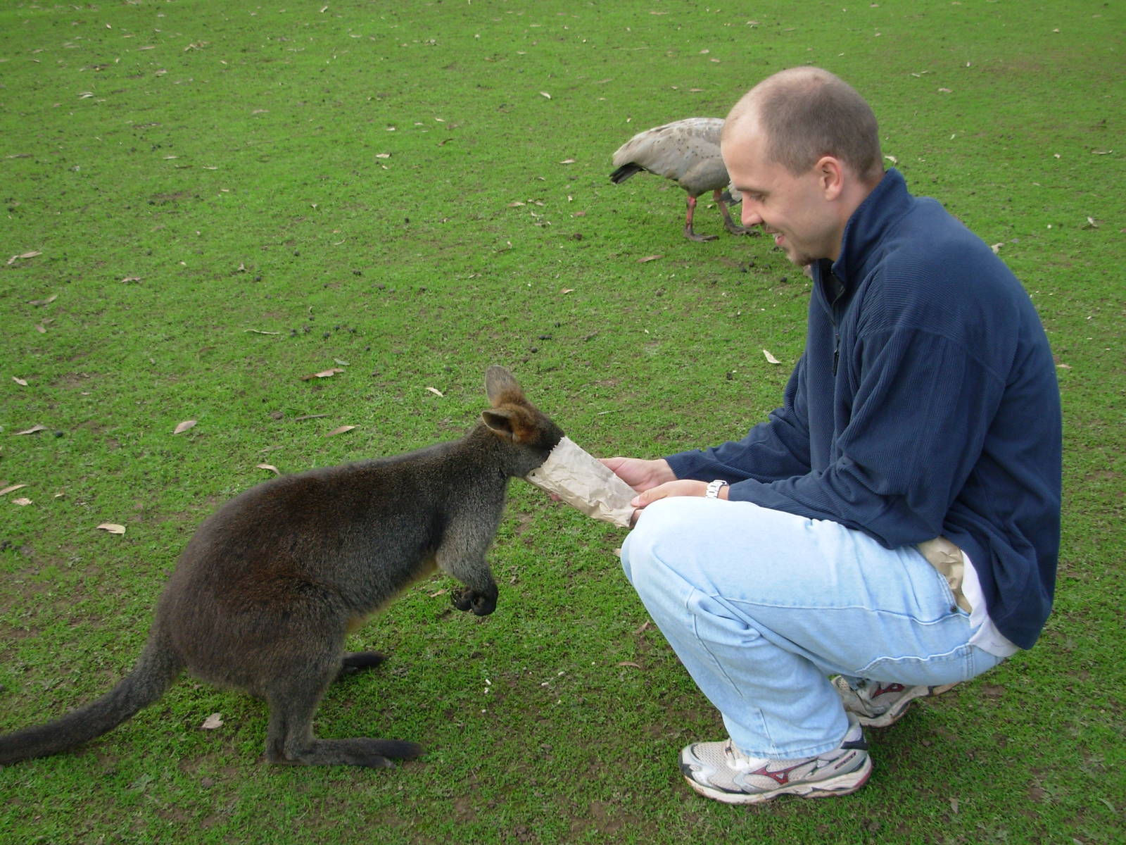 Myself and a wallaby - Phillip Island Wildlife Park