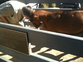 Myself bucking heads with fridge, one of our Oberhasli goats