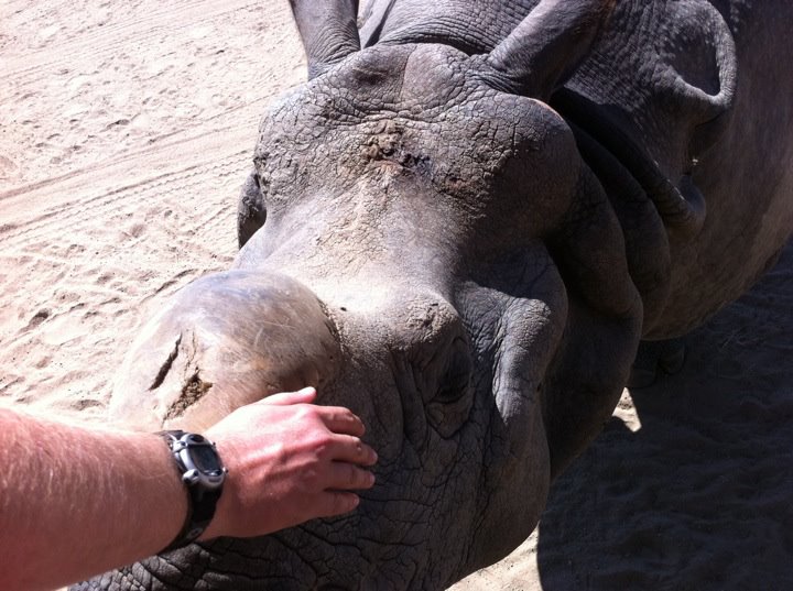 Myself petting indian rhino