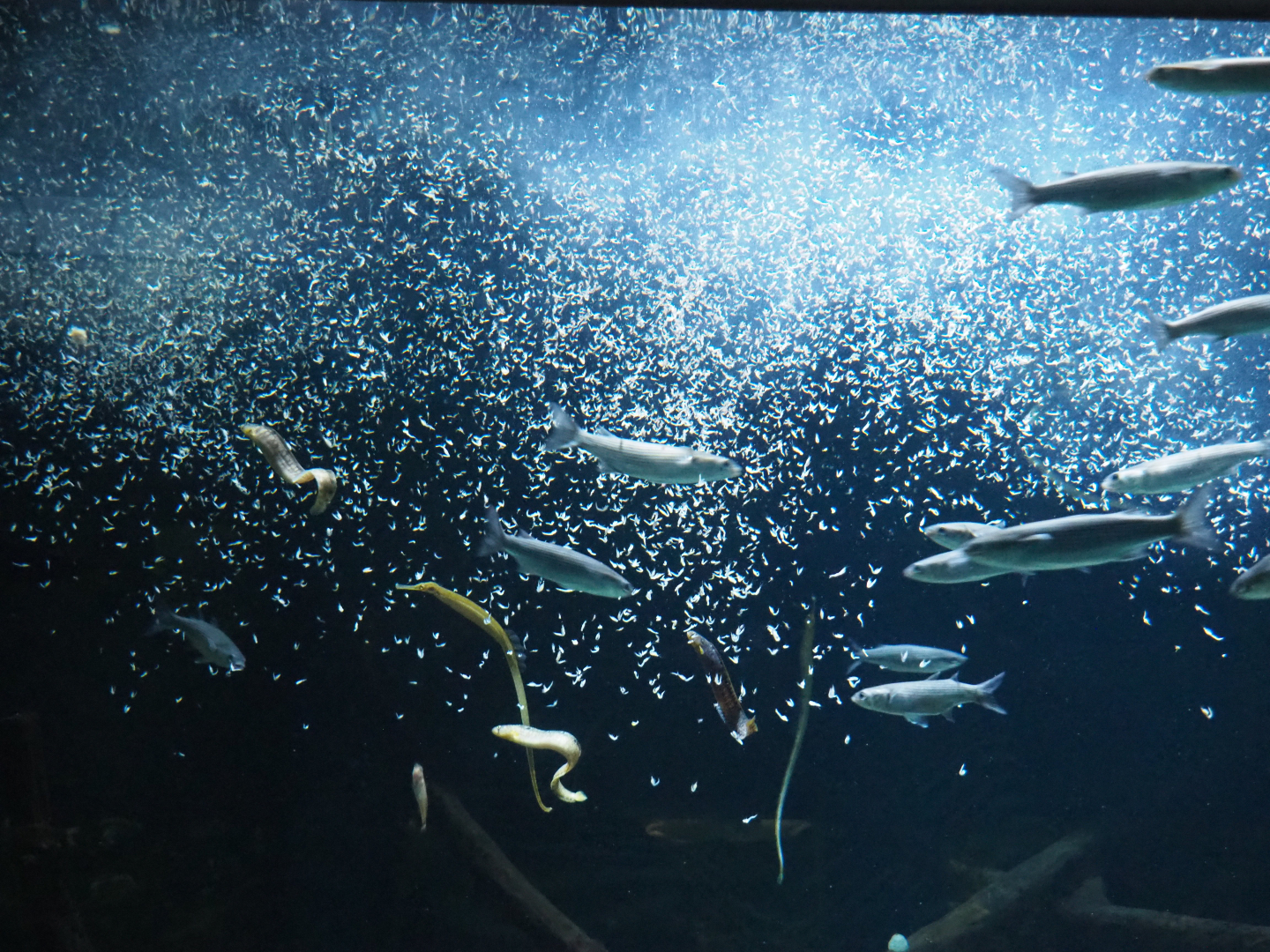 Mysis shrimp feeding frenzy in the temperate sea tank, 2020-05-24