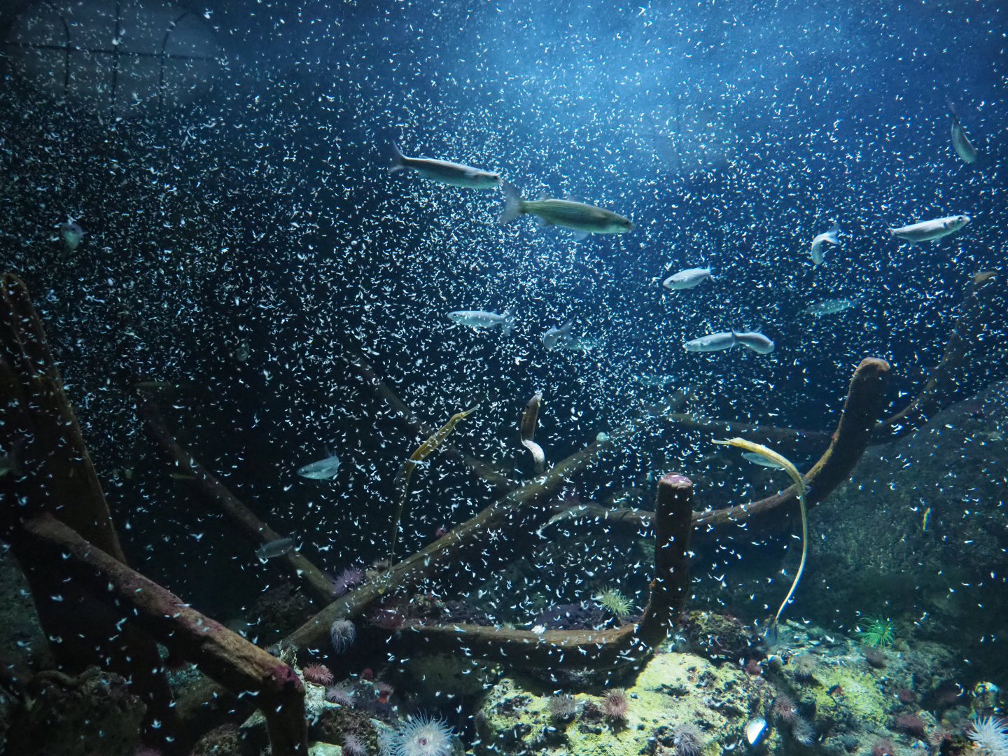 Mysis shrimp feeding frenzy in the temperate sea tank, 2020-05-24