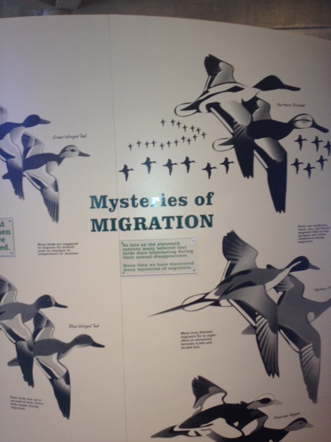 Mysteries of Migration