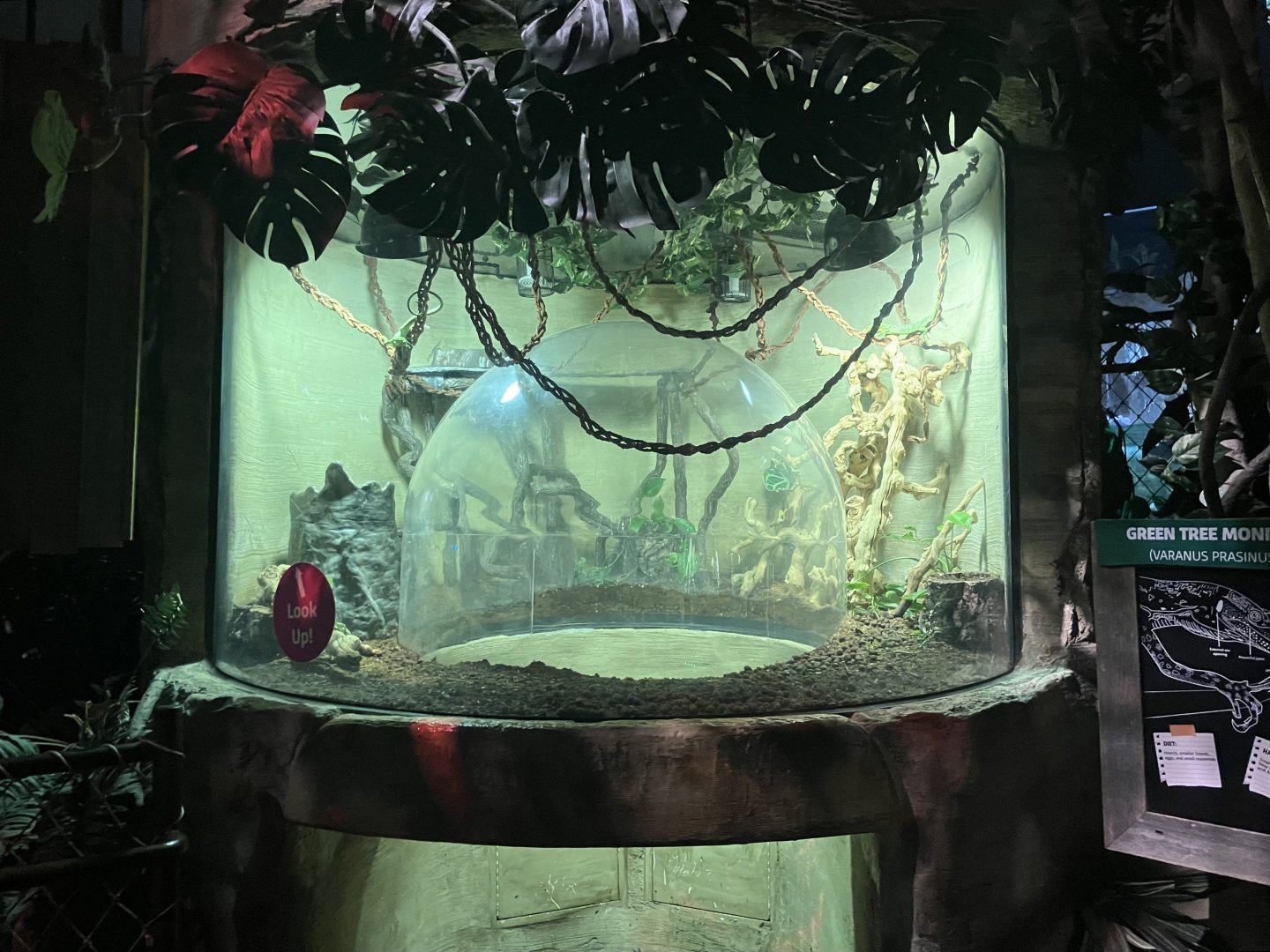 Mysteries of the Rainforest - Green Tree Monitor Exhibit