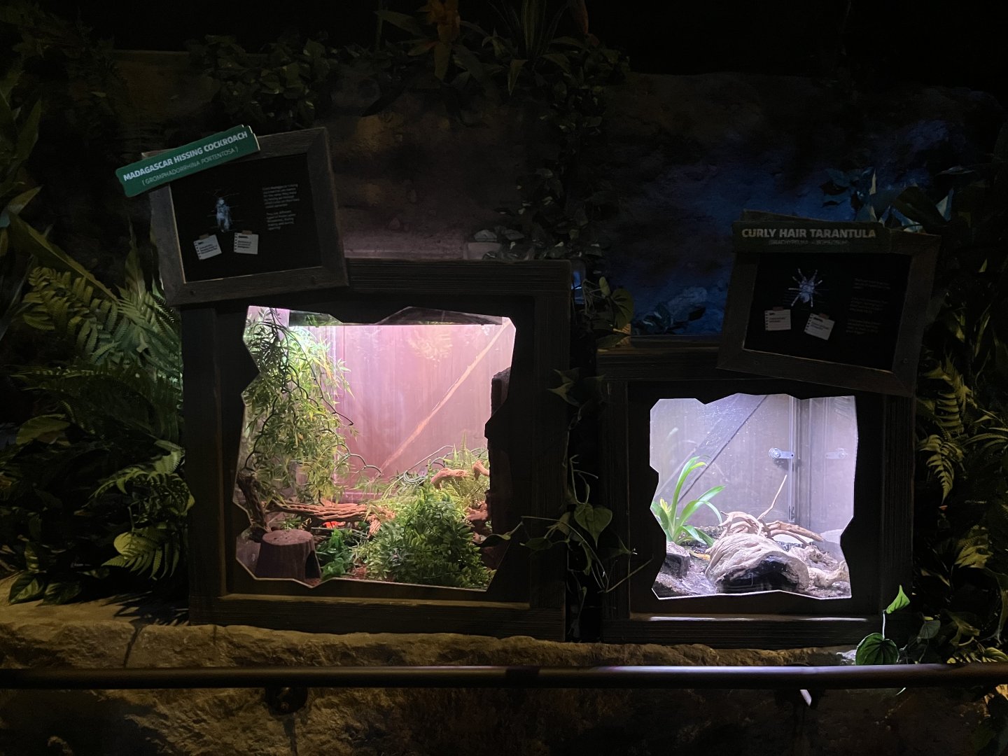 Mysteries of the Rainforest - Madagascar Hissing Cockroach + Curly-Haired Tarantula Terrariums