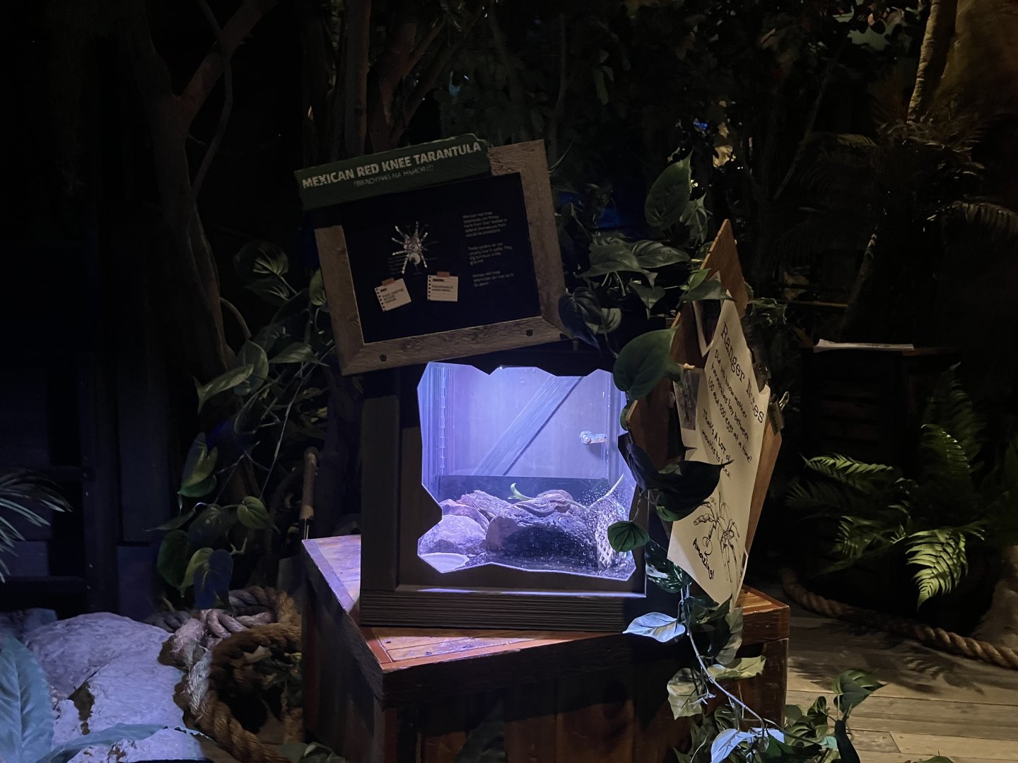 Mysteries of the Rainforest - Mexican Red-Knee Tarantula Terarrium