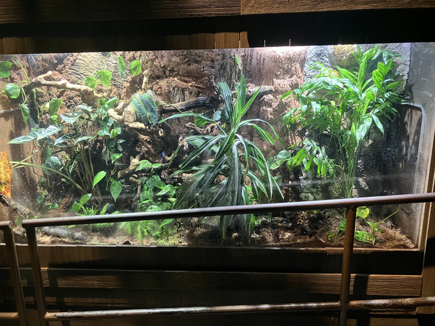 Mysteries of the Rainforest - Poison Dart Frog/Emerald Tree Boa Terrarium