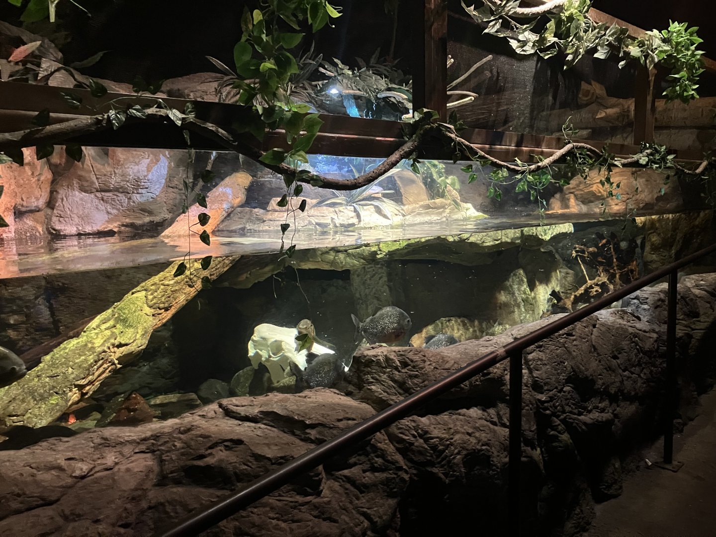 Mysteries of the Rainforest - Red-Bellied Piranha Tank