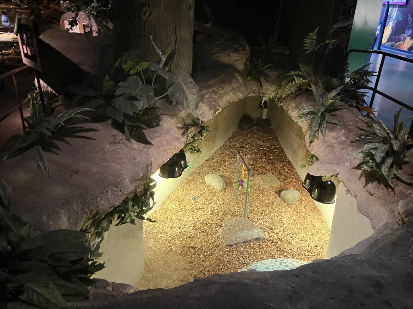 Mysteries of the Rainforest - Red-Footed Tortoise