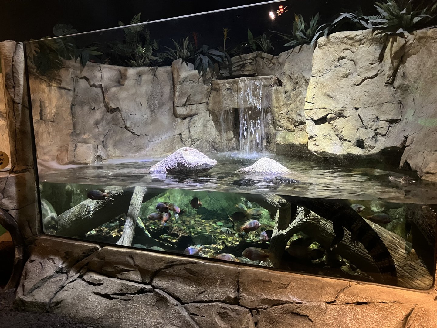Mysteries of the Rainforest - Spectacled Caiman Exhibit