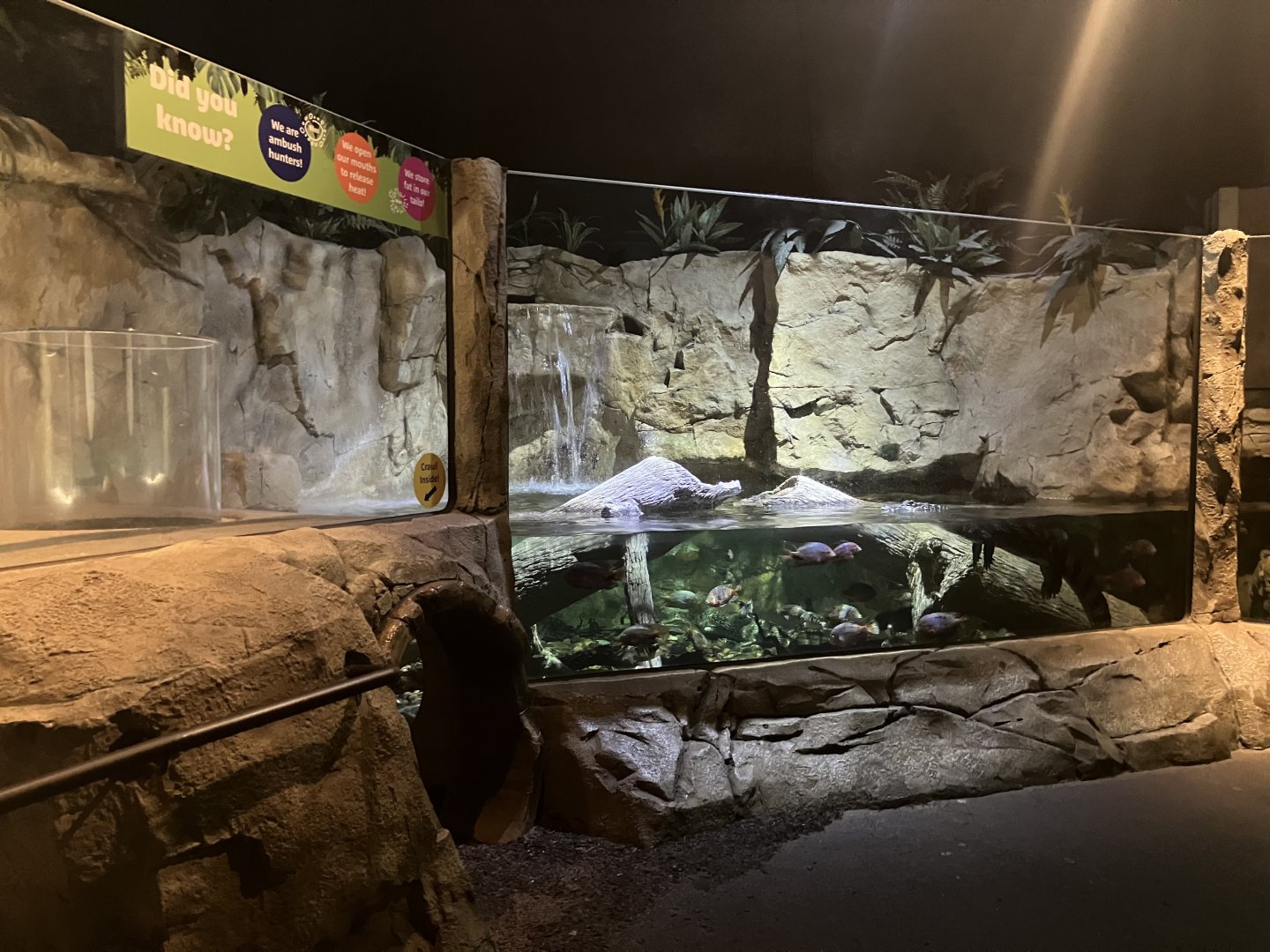 Mysteries of the Rainforest- Spectacled Caiman Exhibit