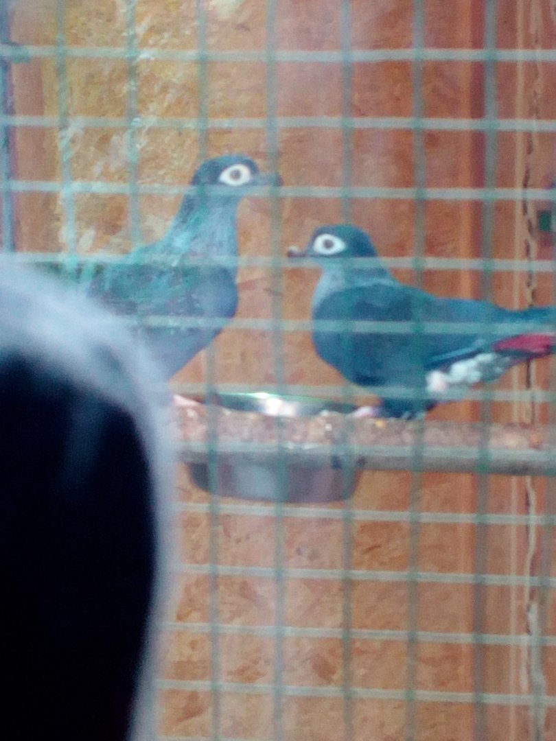 Mysterious pigeon (Not that mysterious after all. Juvenile Madagascar blue pigeons)