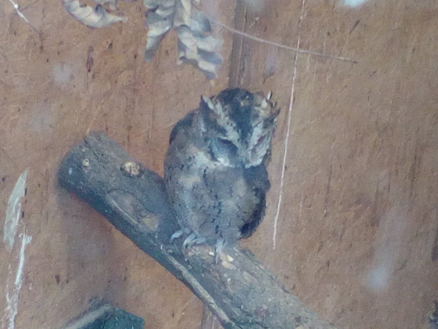 Mysterious scops owl (Probably Philippine scops-owl)