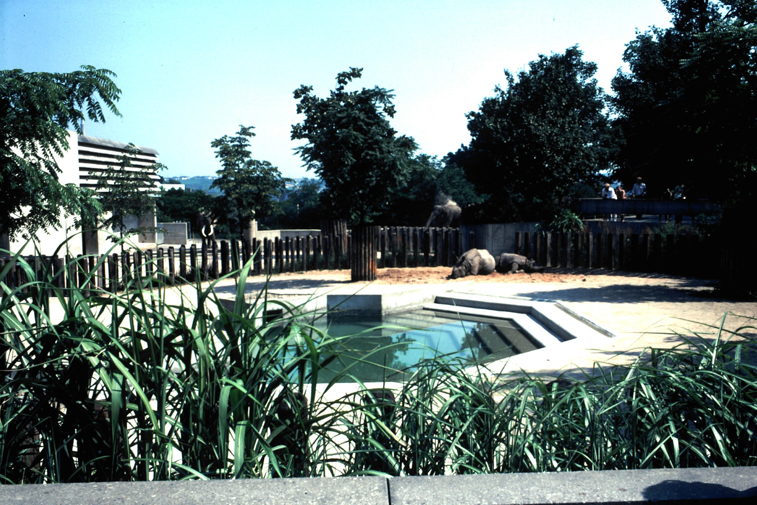 Mysterious tusker in Wilhelma