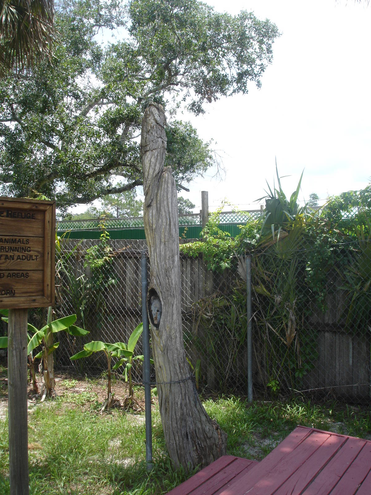 Mystery animal carved in the tree
