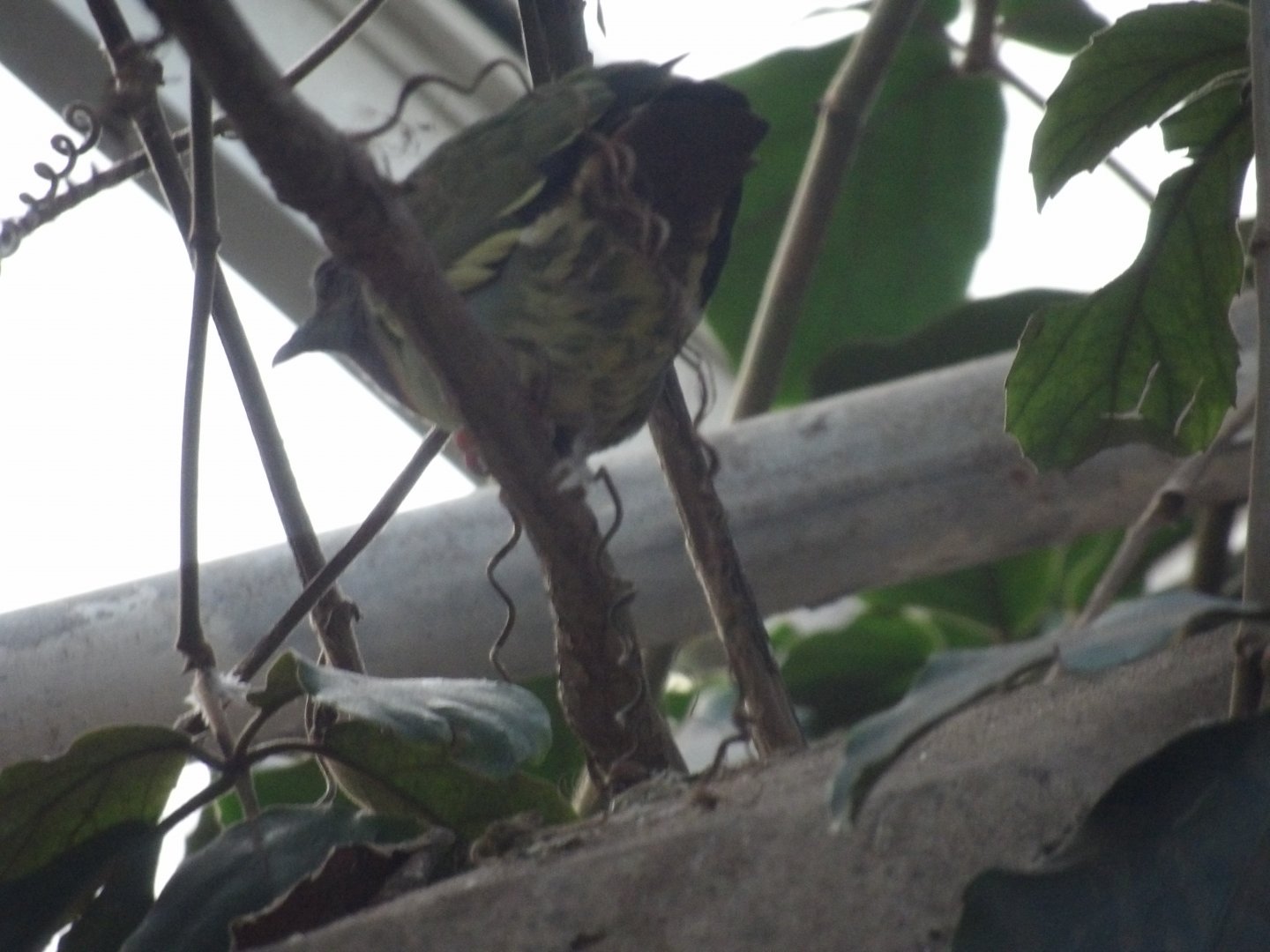 mystery bird id help - Fort Worth Zoo - Gorilla Aviary