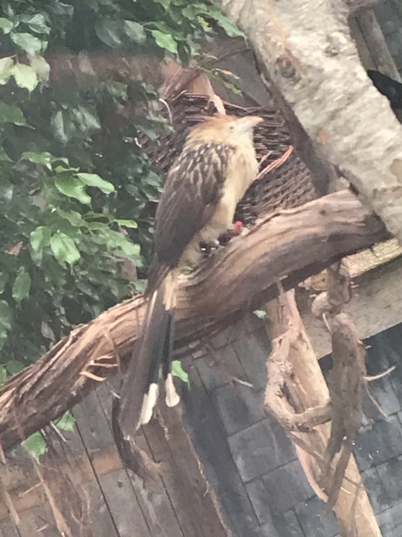Mystery Bird in the Greenhouse (RWPZ 7/8/22)