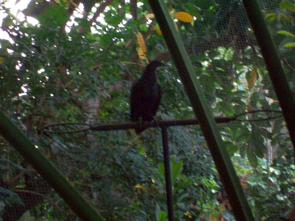 Mystery bird, Toronto Zoo