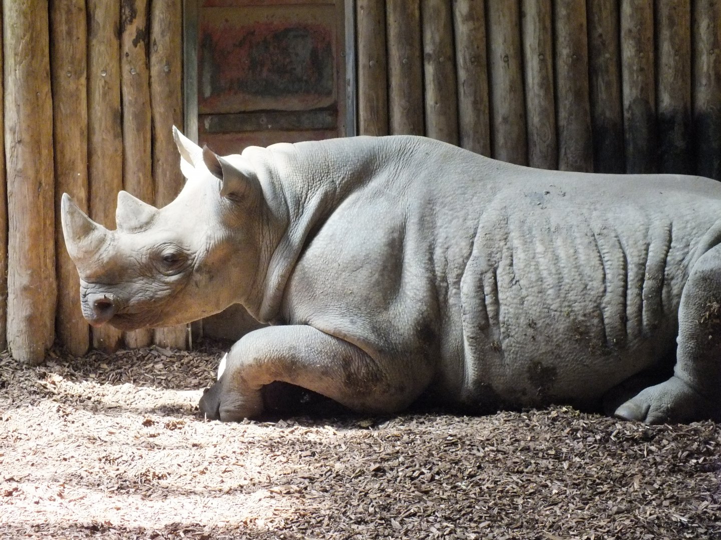 Mystery Female Rhino 28/06/18