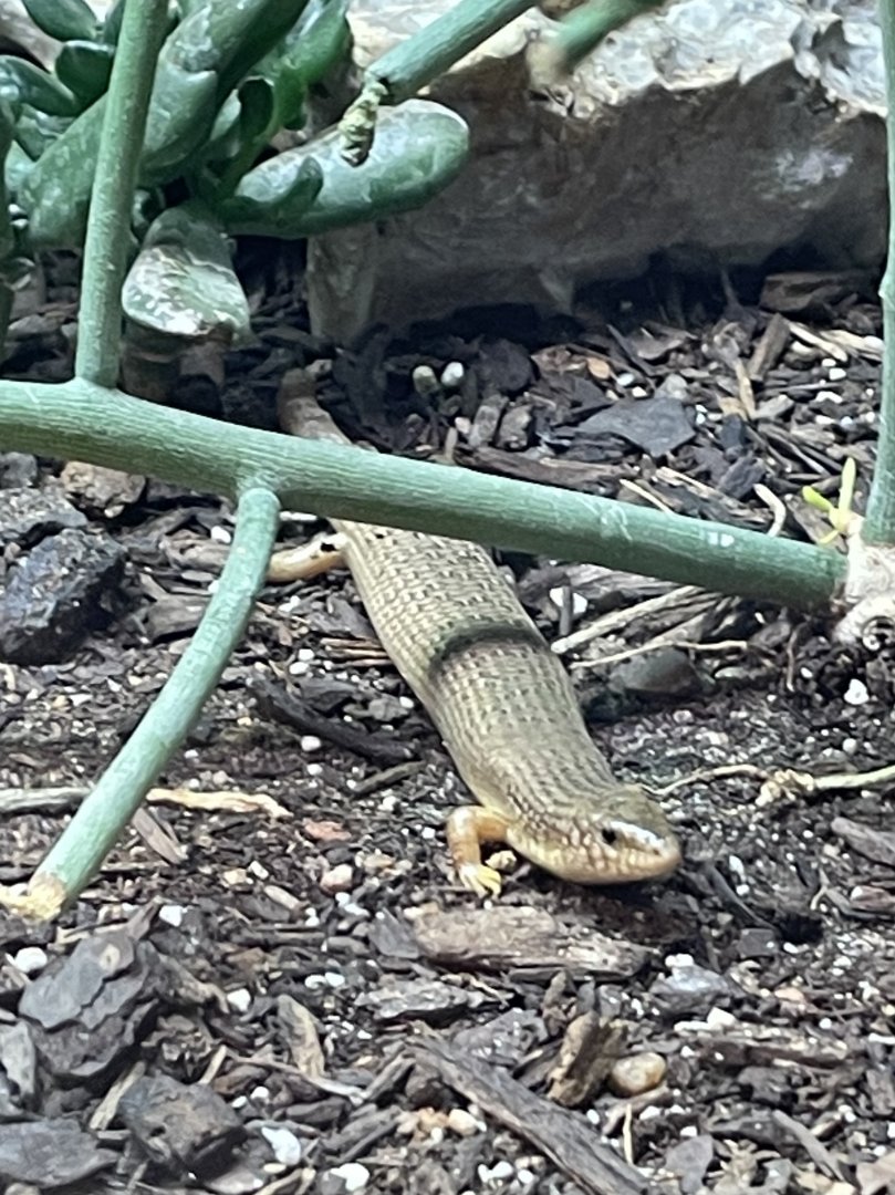 Mystery lizard