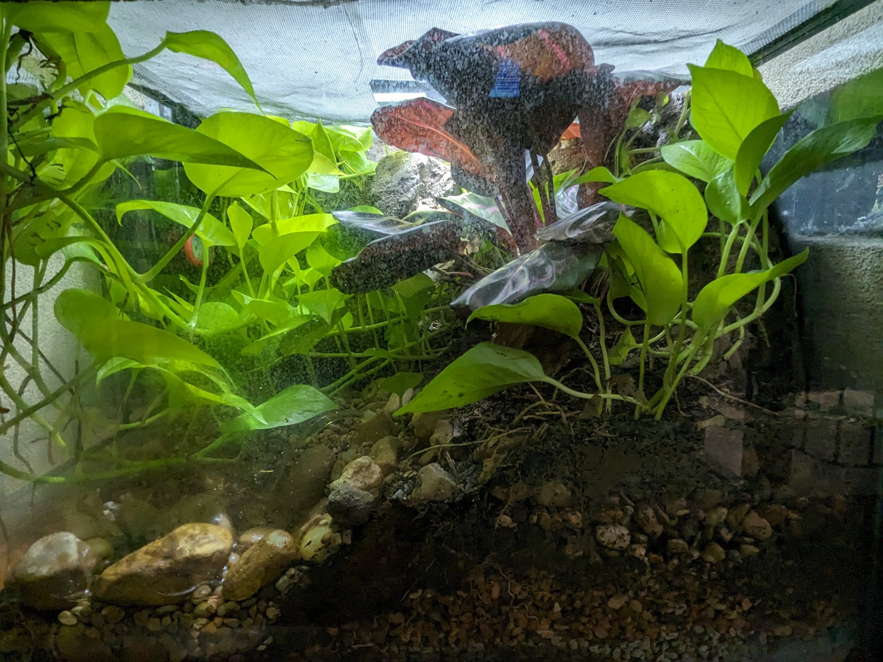 Mystery reptile or amphibian tank