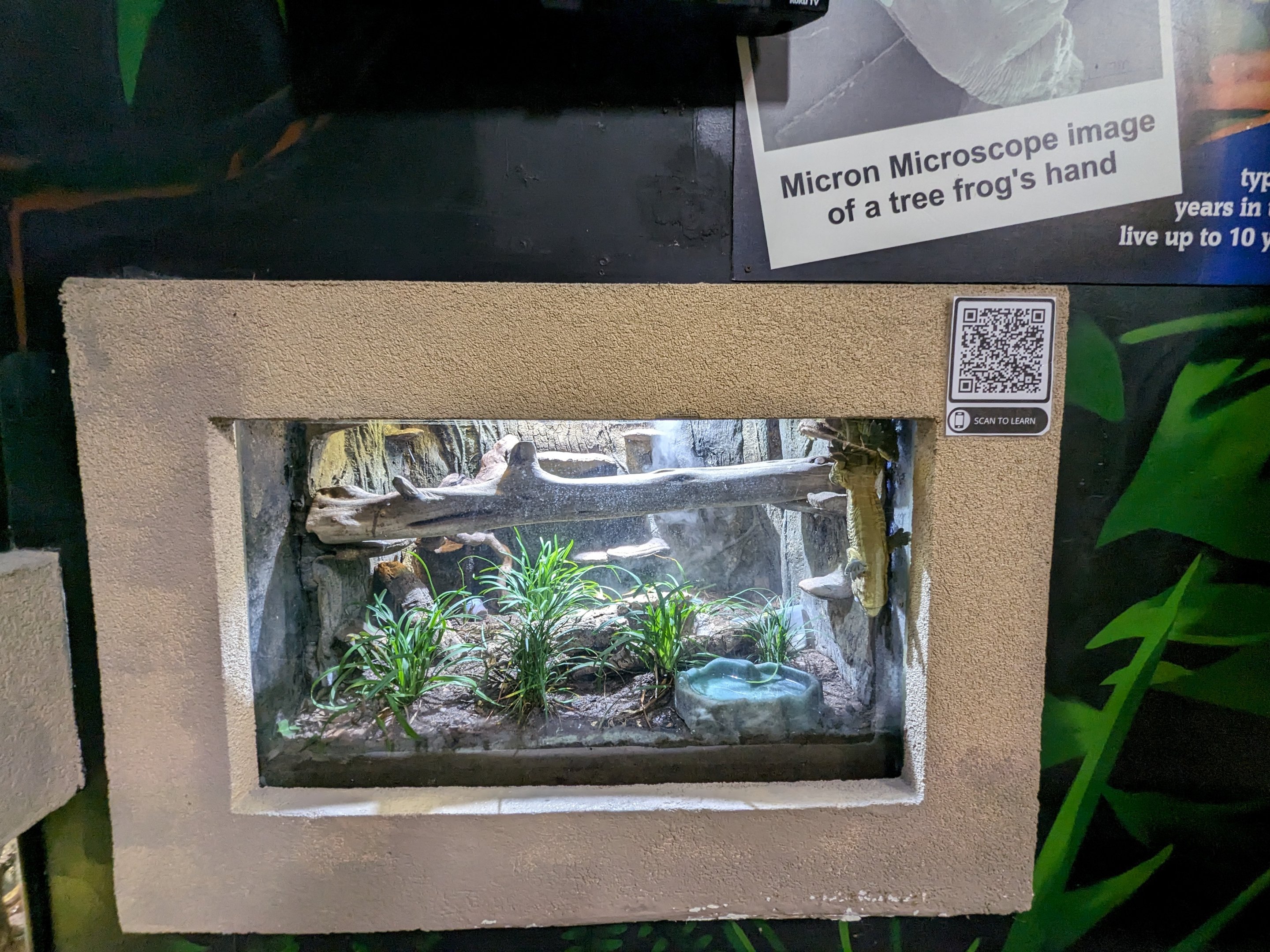 Mystery reptile or amphibian tank