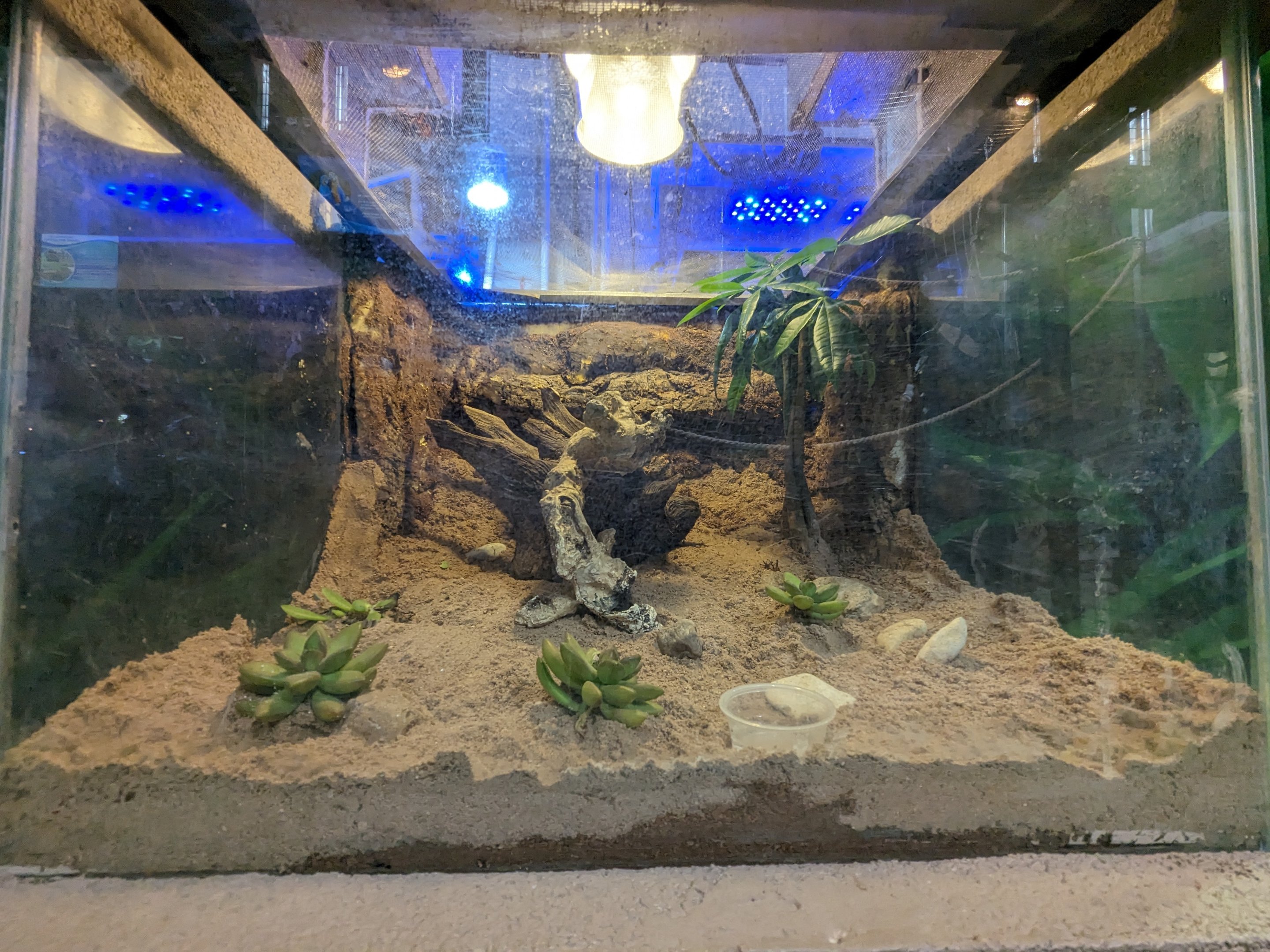 Mystery reptile or amphibian tank