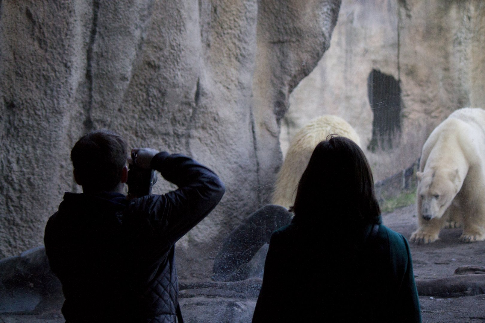 Mystery ZooChatters and Polar bears