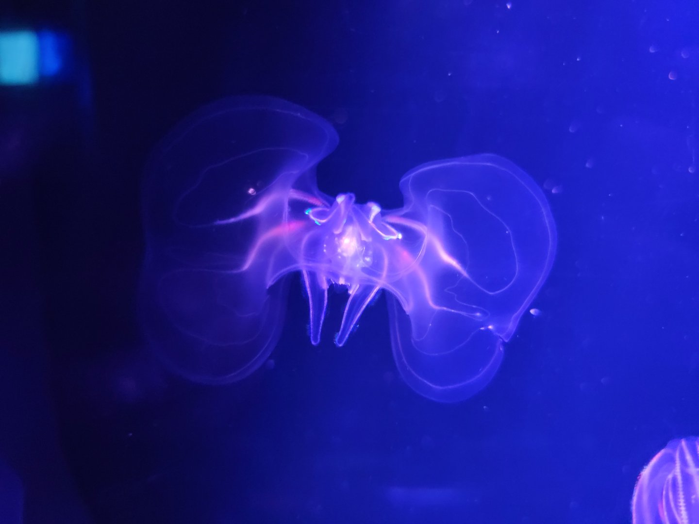 Mystic Aquarium - Comb jellies
