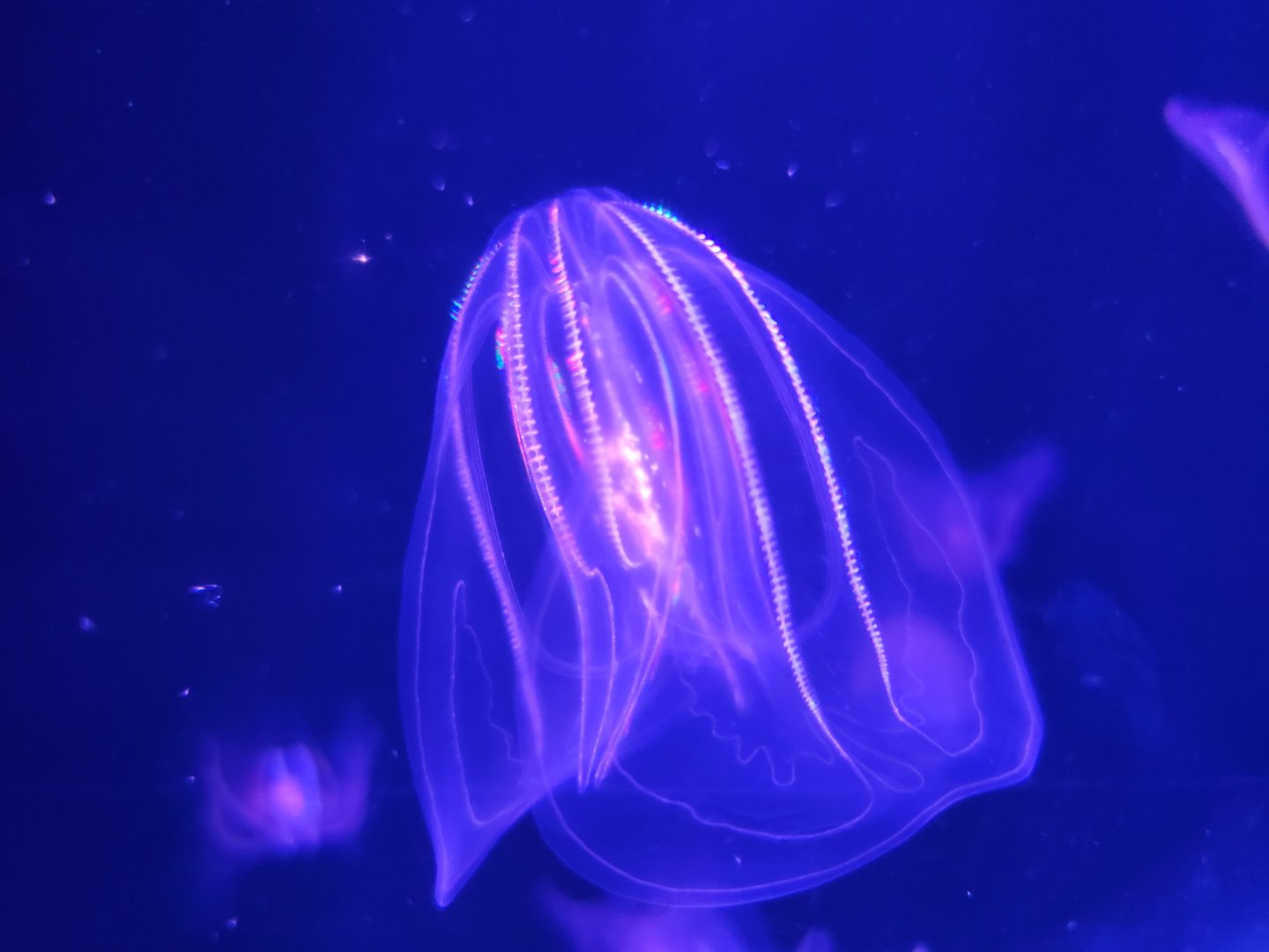 Mystic Aquarium - Comb jellies