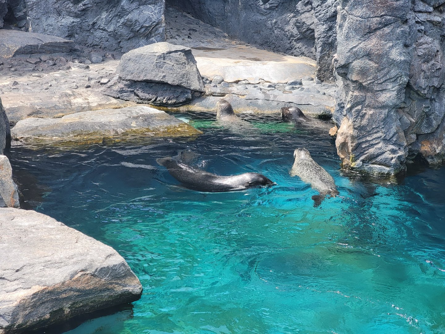 Mystic Aquarium - Harbor seals, spotted seal (bottom right of group), northern fur seal