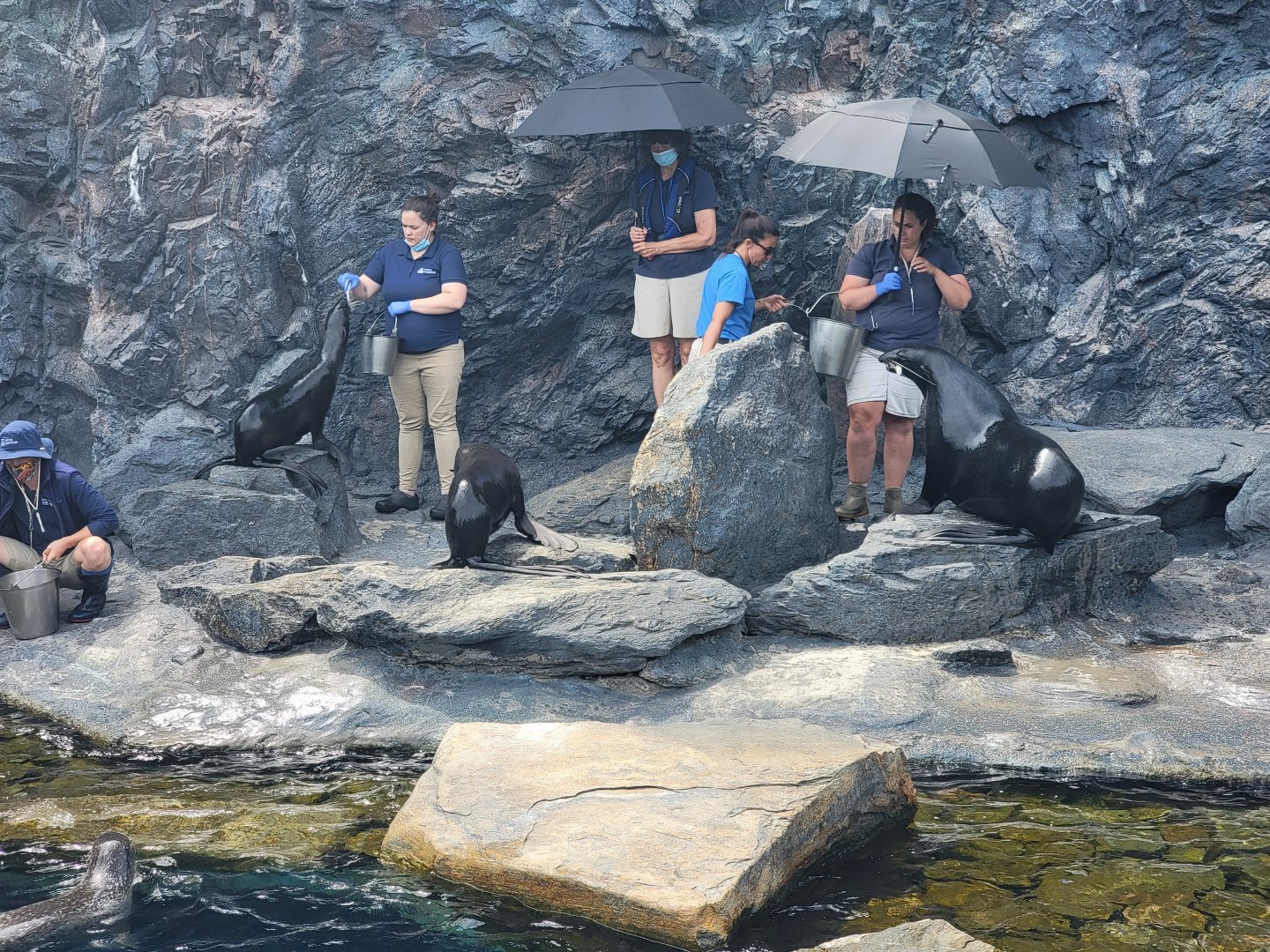 Mystic Aquarium - Northern fur seal training