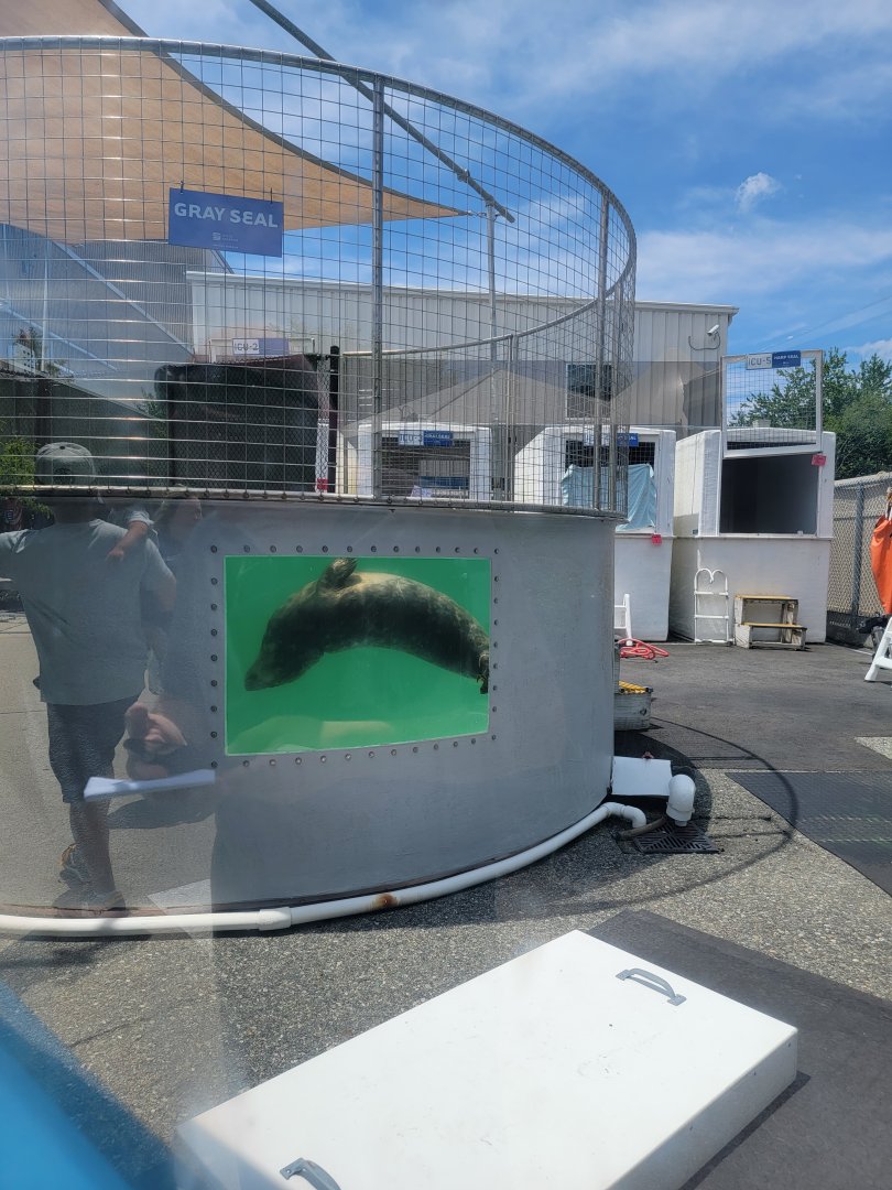 Mystic Aquarium - Rescued gray seal getting ready for release