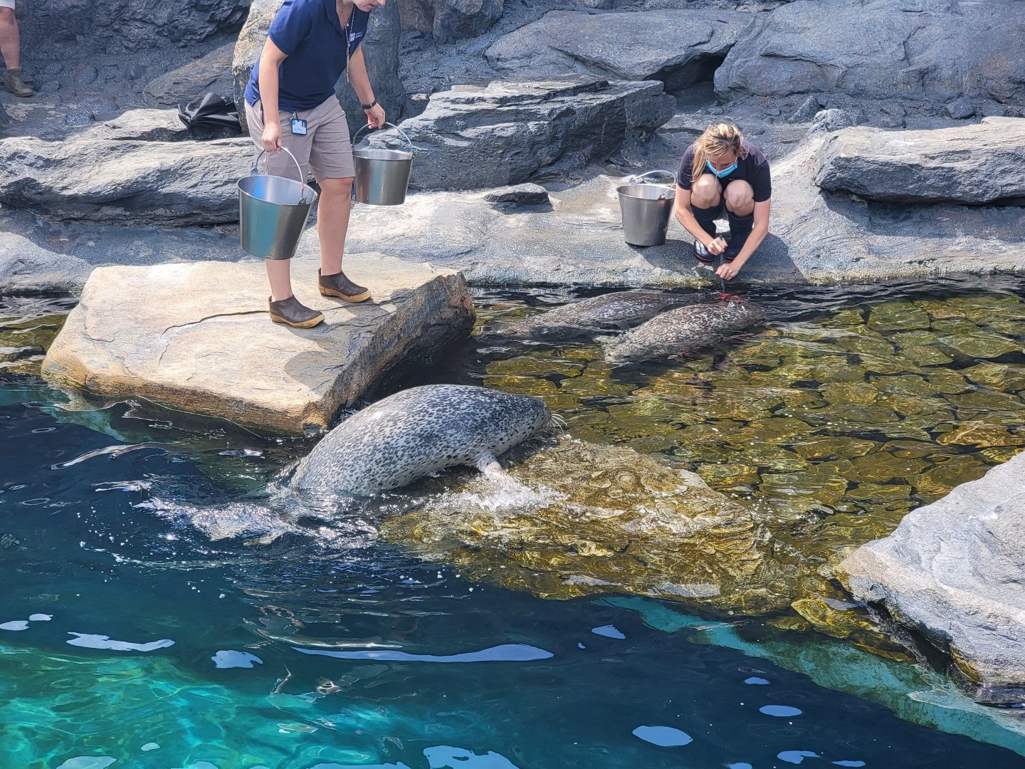 Mystic Aquarium - Spotted seal (getting out of water), harbor seals