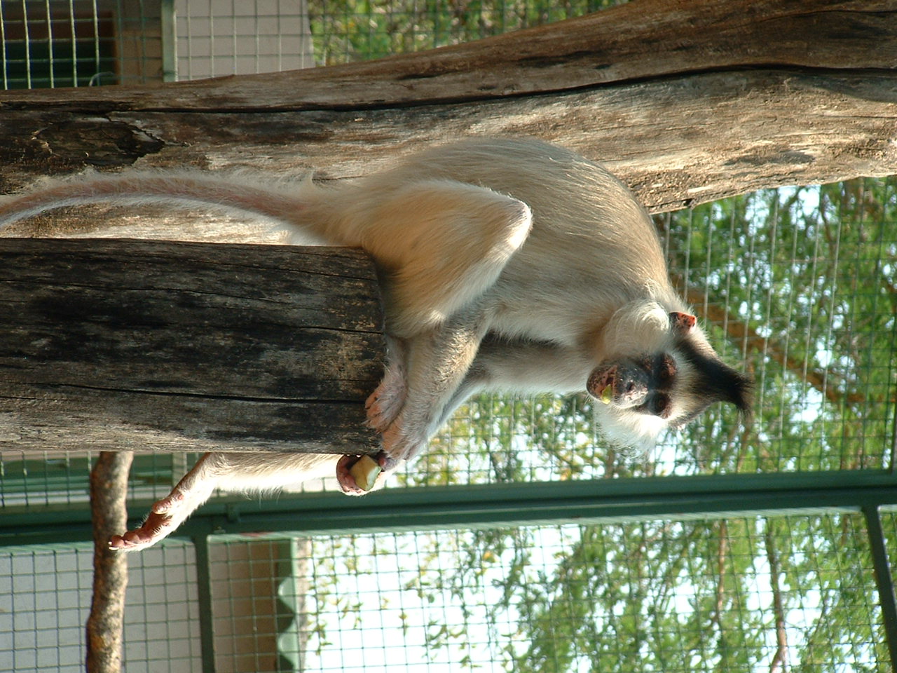 Mystic Monkeys Wildlife Park