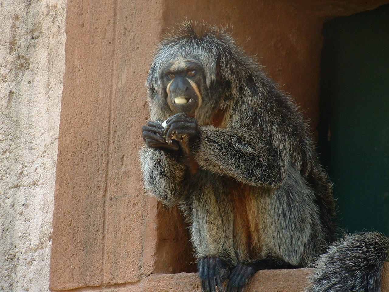 Mystic Monkeys Wildlife Park