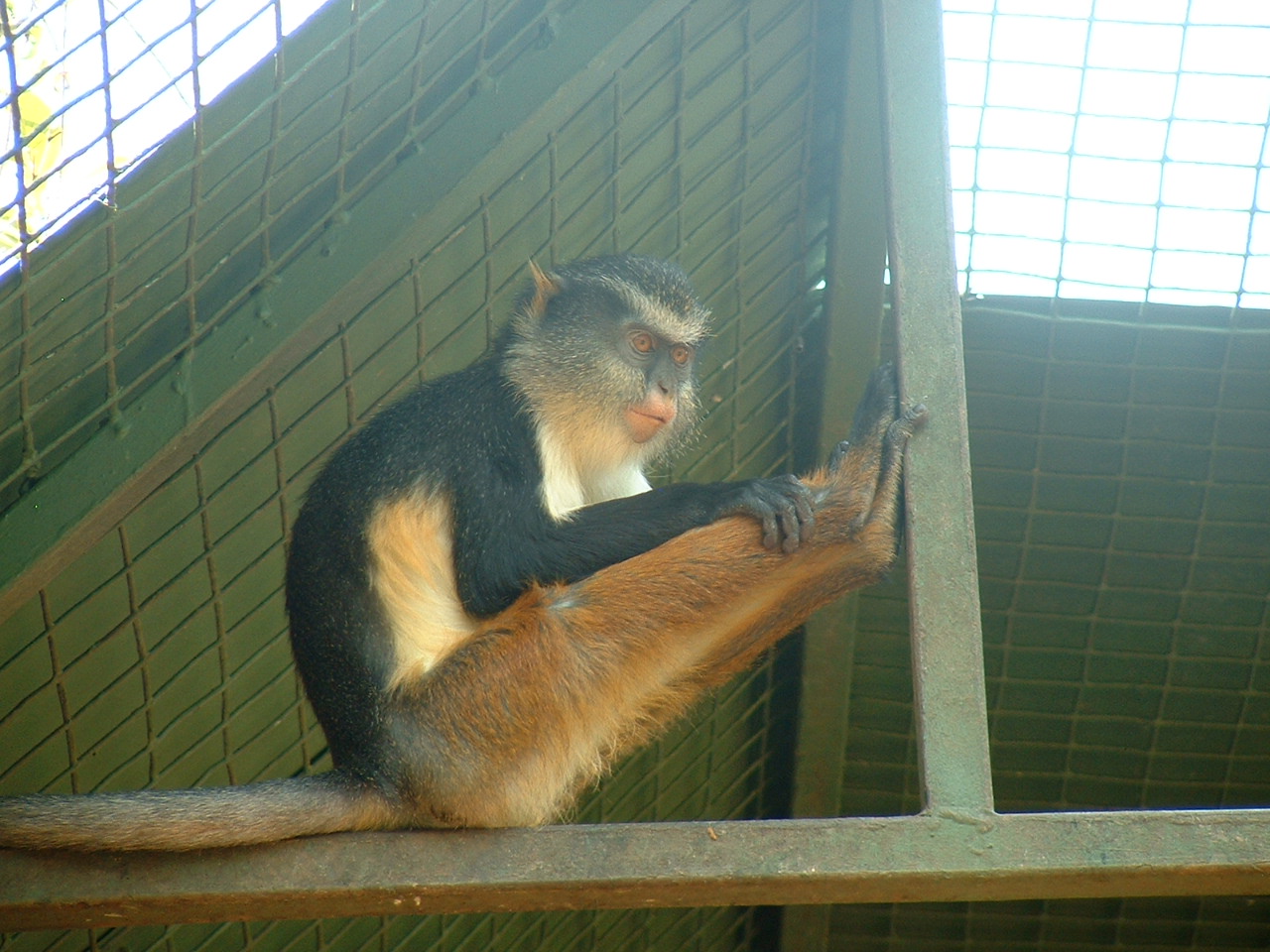 Mystic Monkeys Wildlife Park