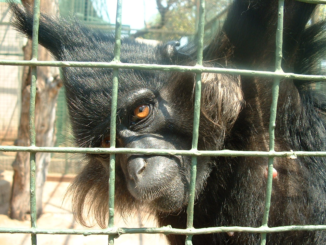 Mystic Monkeys Wildlife Park