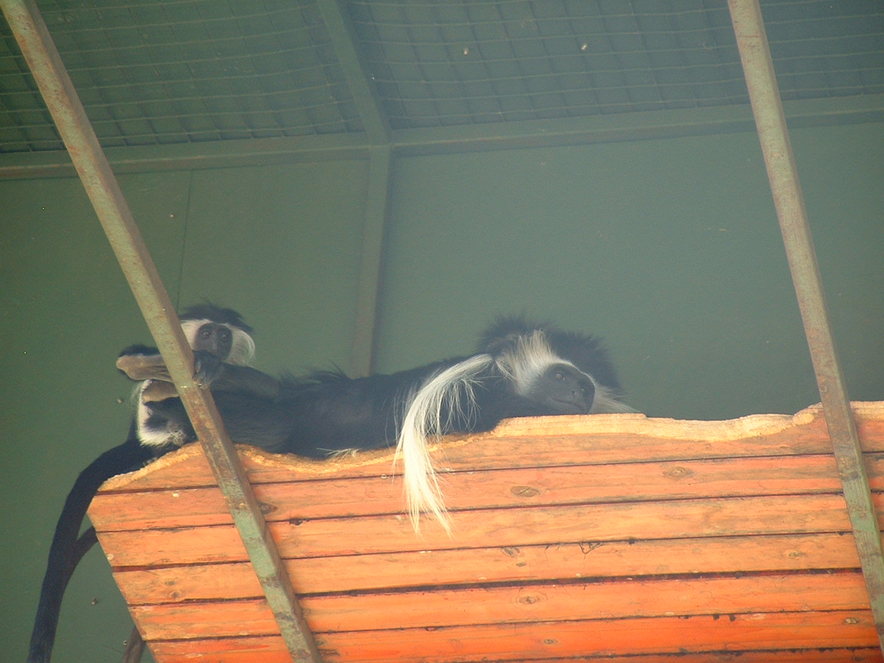 Mystic Monkeys Wildlife Park