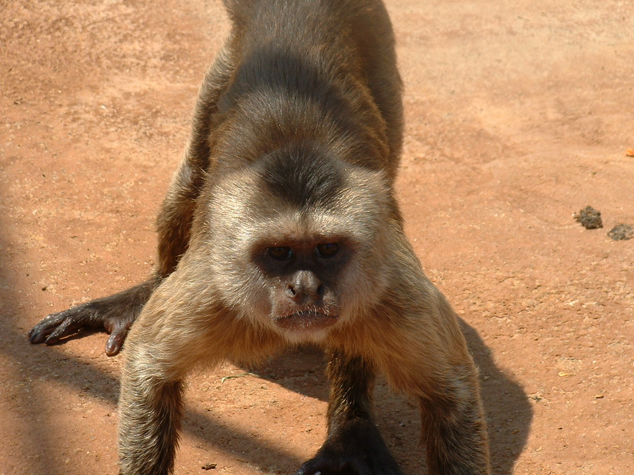 Mystic Monkeys Wildlife Park