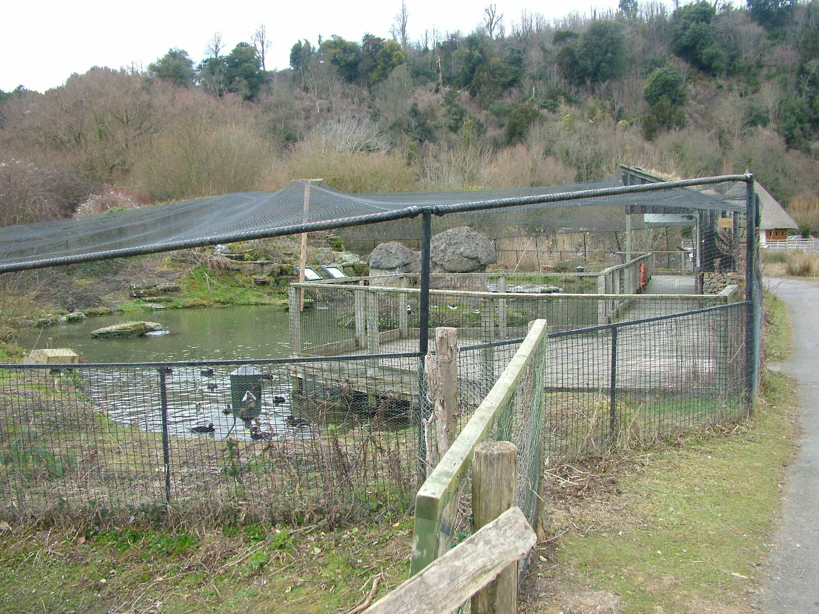 Myvatn Pen at Arundel WWT 13/03/10